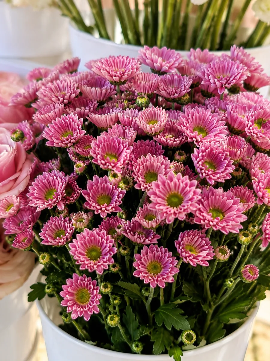 Pink chrysanthemum mums in a white bucket at a bloom bar in Orange County