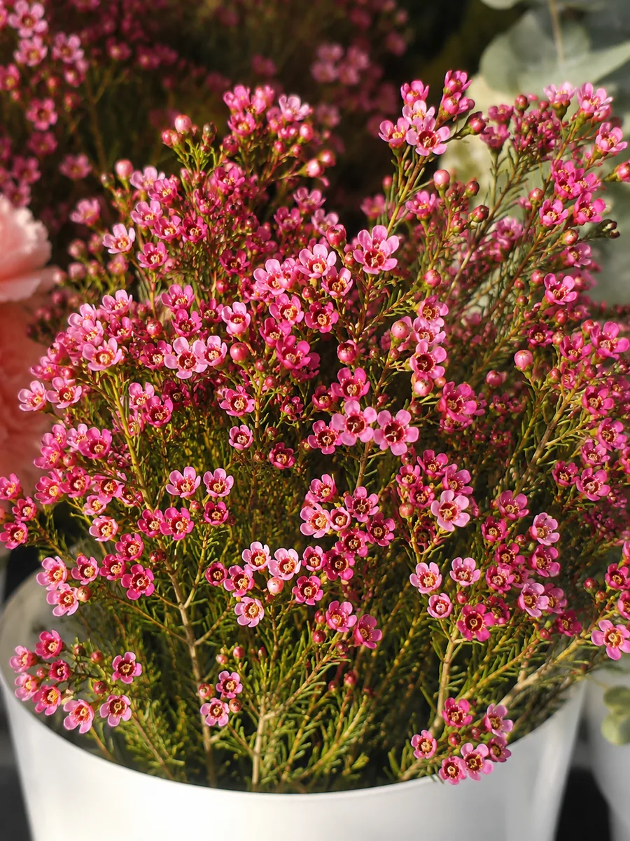 Pink wax flowers in a white bucket at a bloom bar in Orange County